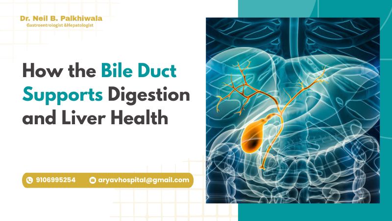 How The Bile Duct Works Digestion Liver Health